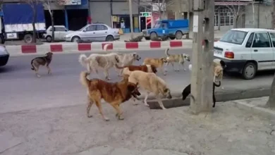 زبان سگ ولگرد