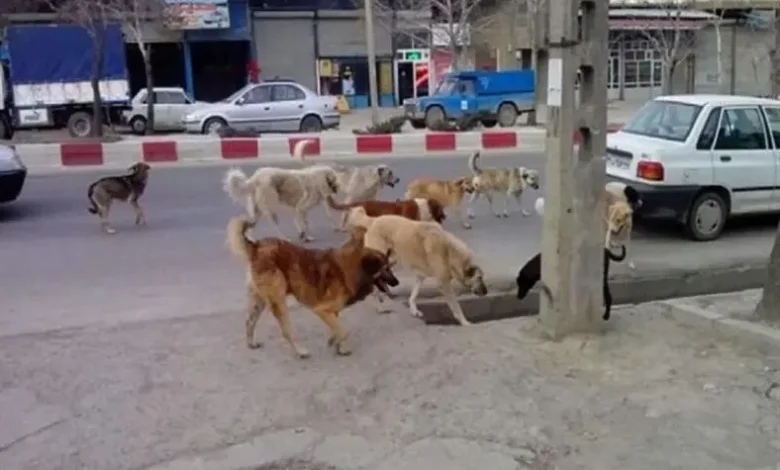 زبان سگ ولگرد
