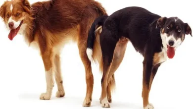 سگ نر چند بار باید قفل کند