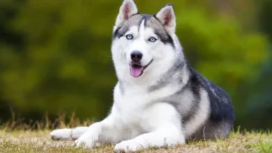 سگ هاسکی از چی خوشش میاد