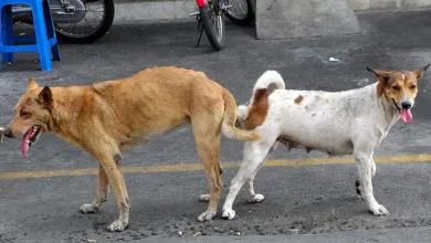 علت قفل سگها