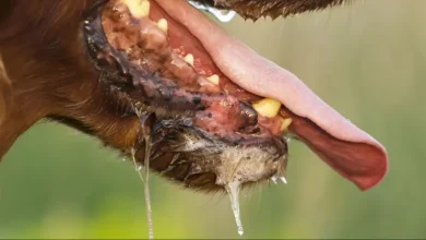 فواید بزاق سگ برای انسان
