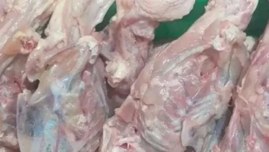 قیمت اسکلت مرغ غذای سگ