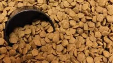 قیمت غذای سگ فله ای