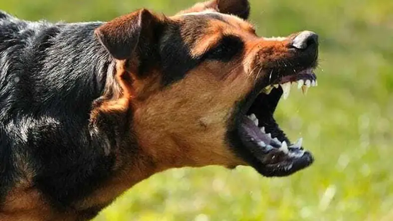 هنگام حمله سگ چه کنیم