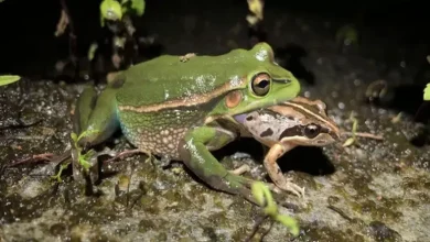 اگر سگ قورباغه بخورد چه می شود