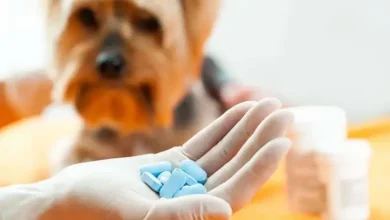 دوز کوآموکسی کلاو در سگ