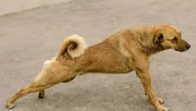 علت بی حالی و عدم تعادل در راه رفتن پاهای عقب سگ چیست