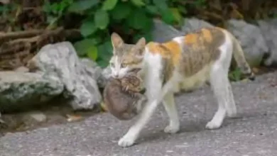 وابستگی بچه گربه به مادر