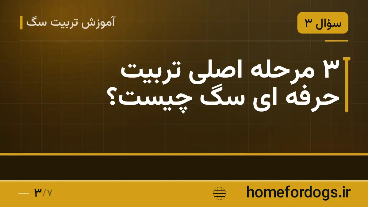 ۳ مرحله اصلی تربیت حرفه ای سگ چیست؟