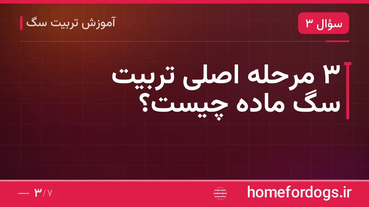 ۳ مرحله اصلی تربیت سگ ماده چیست؟
