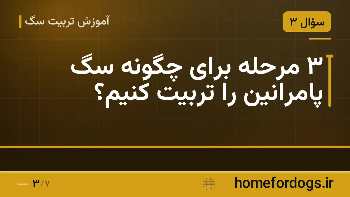 ۳ مرحله برای چگونه سگ پامرانین را تربیت کنیم؟