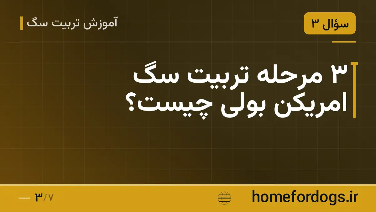 ۳ مرحله تربیت سگ امریکن بولی چیست؟