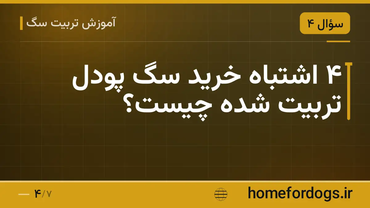 ۴ اشتباه خرید سگ پودل تربیت شده چیست؟