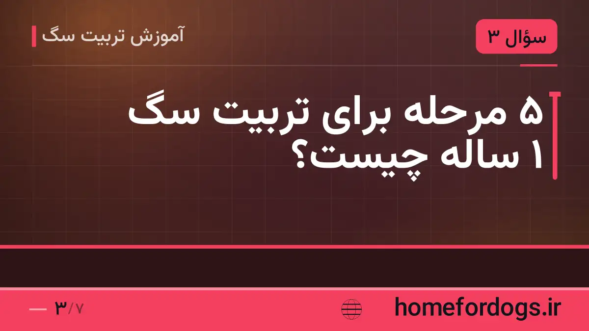 ۵ مرحله برای تربیت سگ 1 ساله چیست؟