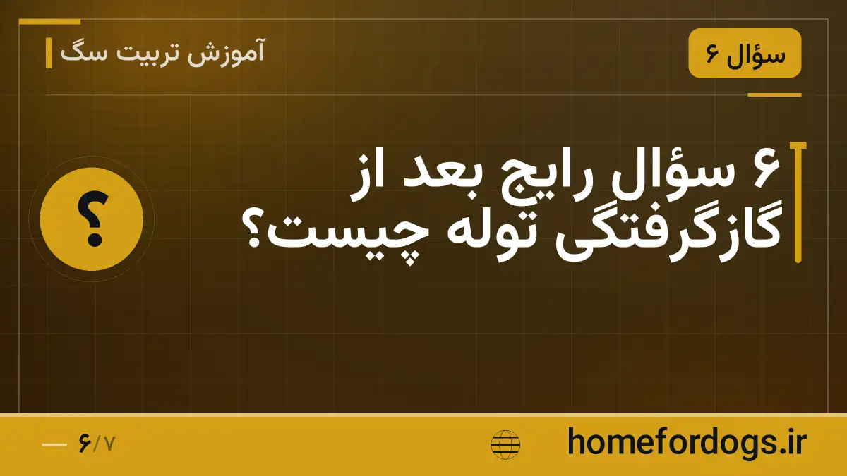 ۶ سؤال رایج بعد از گازگرفتگی توله چیست؟