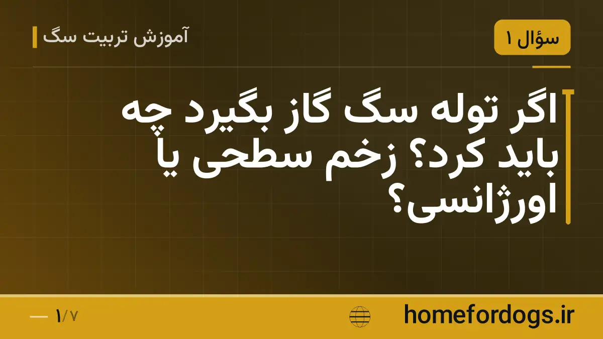 اگر توله سگ گاز بگیرد چه باید کرد؟ زخم سطحی یا اورژانسی؟