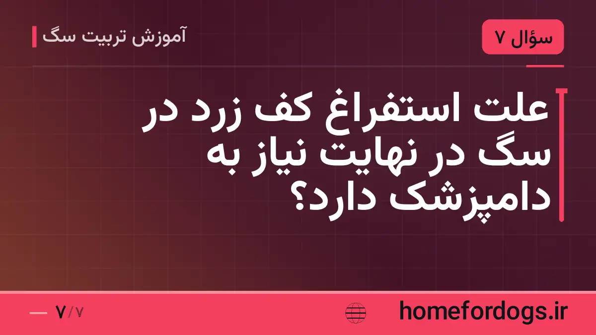 علت استفراغ کف زرد در سگ در نهایت نیاز به دامپزشک دارد؟