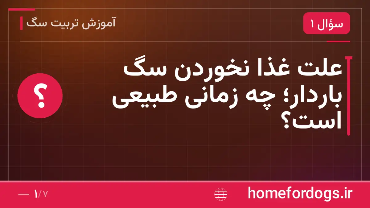 علت غذا نخوردن سگ باردار؛ چه زمانی طبیعی است؟