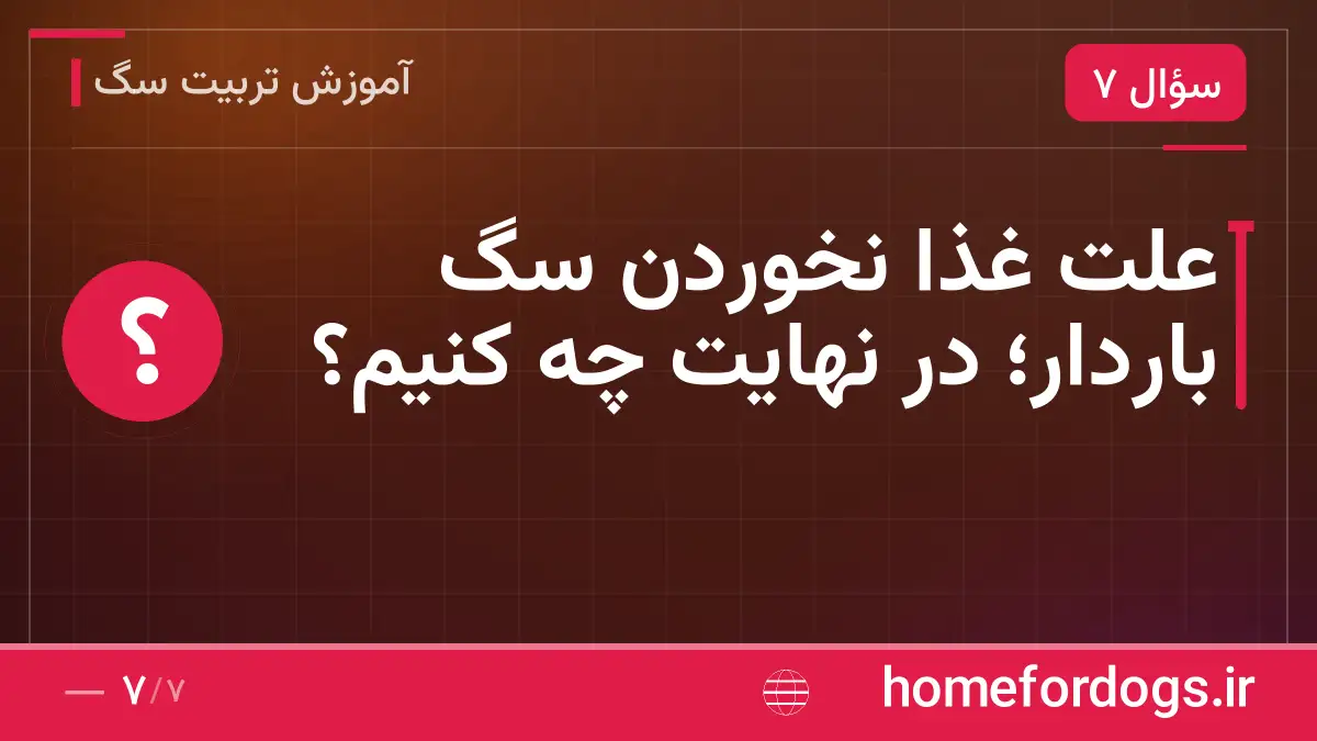 علت غذا نخوردن سگ باردار؛ در نهایت چه کنیم؟