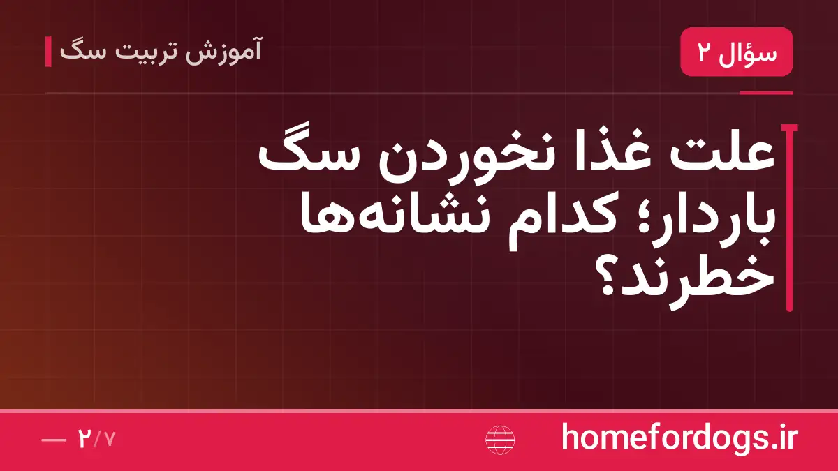 علت غذا نخوردن سگ باردار؛ کدام نشانه‌ها خطرند؟