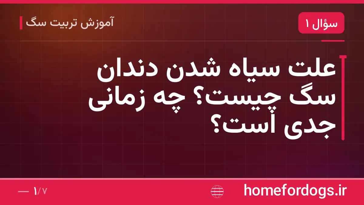 علت سیاه شدن دندان سگ چیست؟ چه زمانی جدی است؟