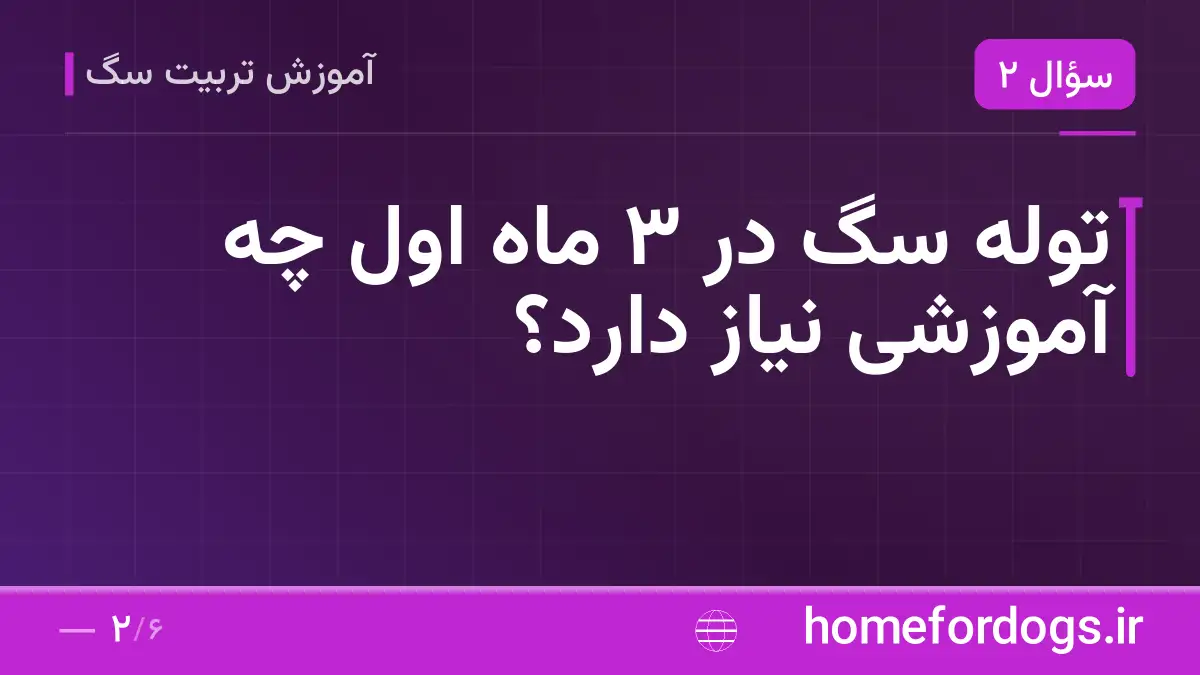 توله سگ در ۳ ماه اول چه آموزشی نیاز دارد؟