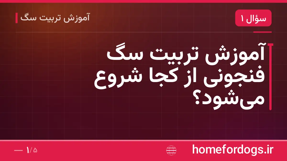 آموزش تربیت سگ فنجونی از کجا شروع میشود؟