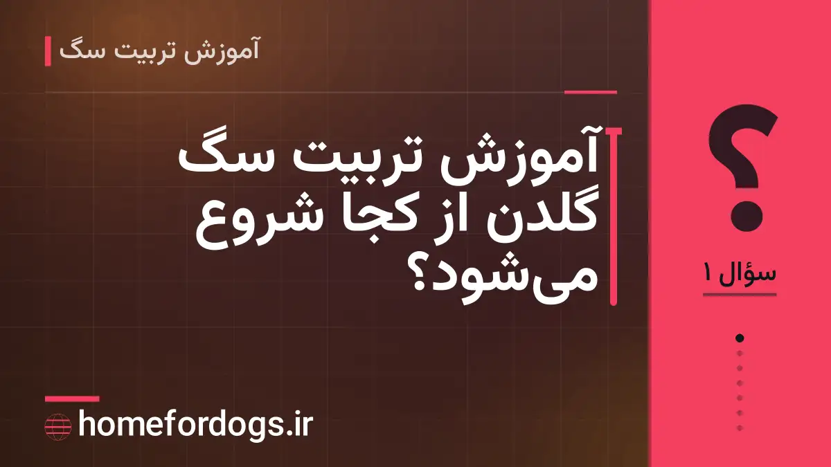 آموزش تربیت سگ گلدن از کجا شروع می‌شود؟