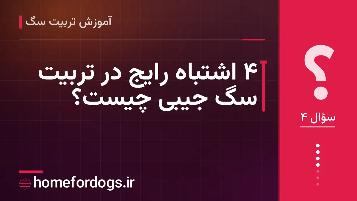 ۴ اشتباه رایج در تربیت سگ جیبی چیست؟