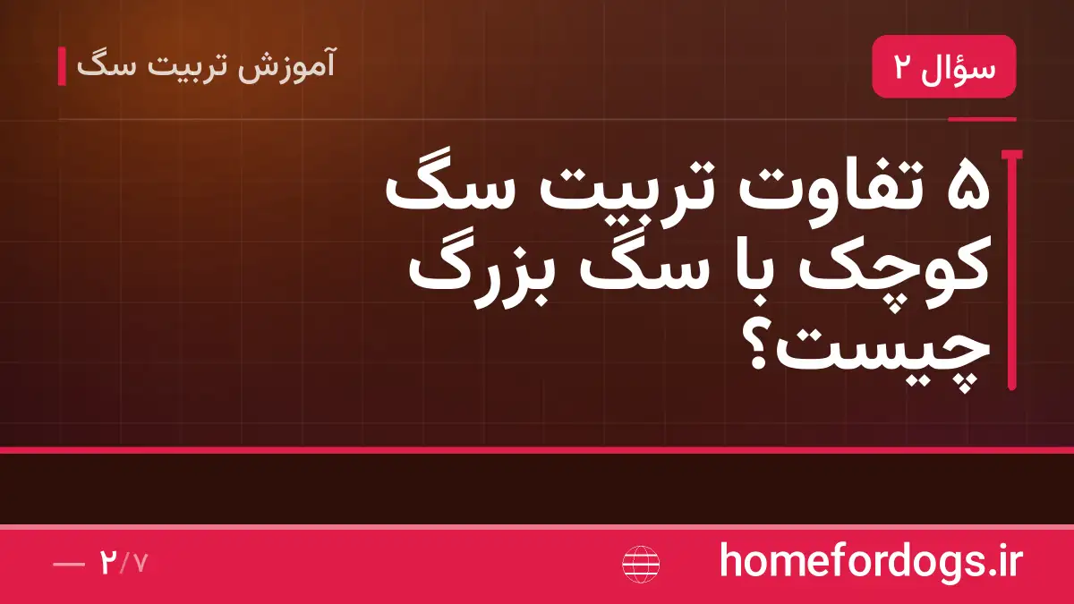 ۵ تفاوت تربیت سگ کوچک با سگ بزرگ چیست؟