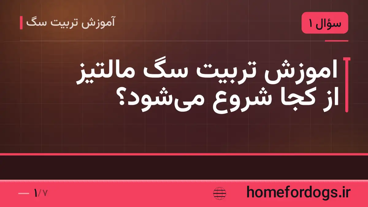 اموزش تربیت سگ مالتیز از کجا شروع می‌شود؟