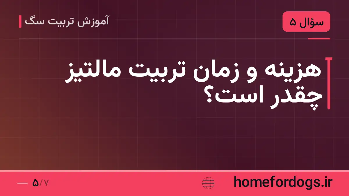 هزینه و زمان تربیت مالتیز چقدر است؟