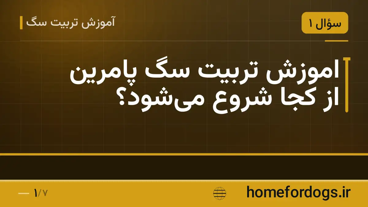 اموزش تربیت سگ پامرین از کجا شروع می‌شود؟