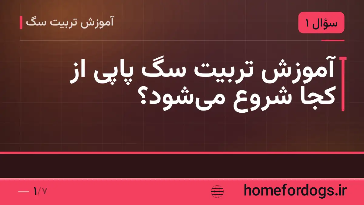آموزش تربیت سگ پاپی از کجا شروع میشود؟