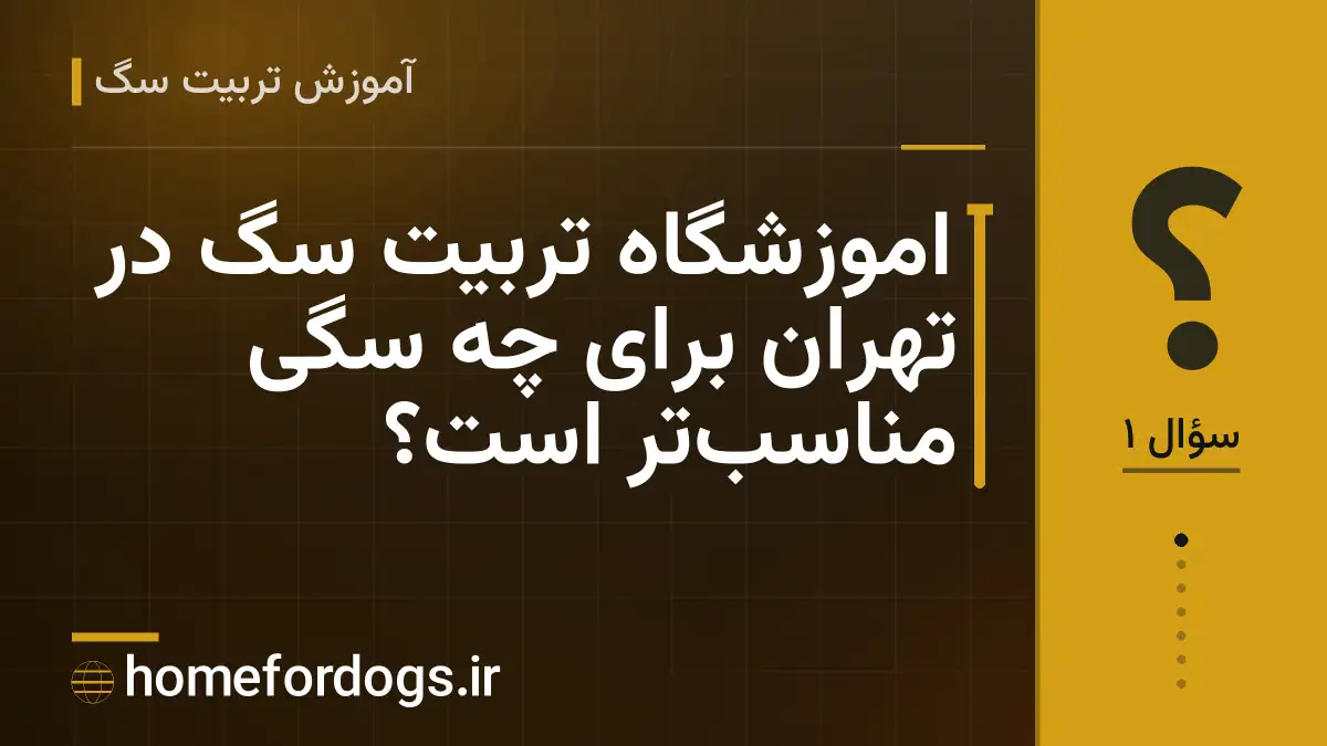 اموزشگاه تربیت سگ در تهران برای چه سگی مناسبتر است؟