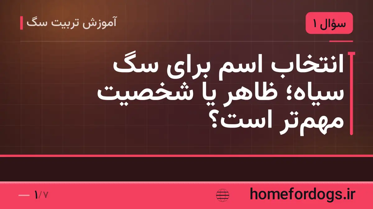 انتخاب اسم برای سگ سیاه؛ ظاهر یا شخصیت مهم‌تر است؟
