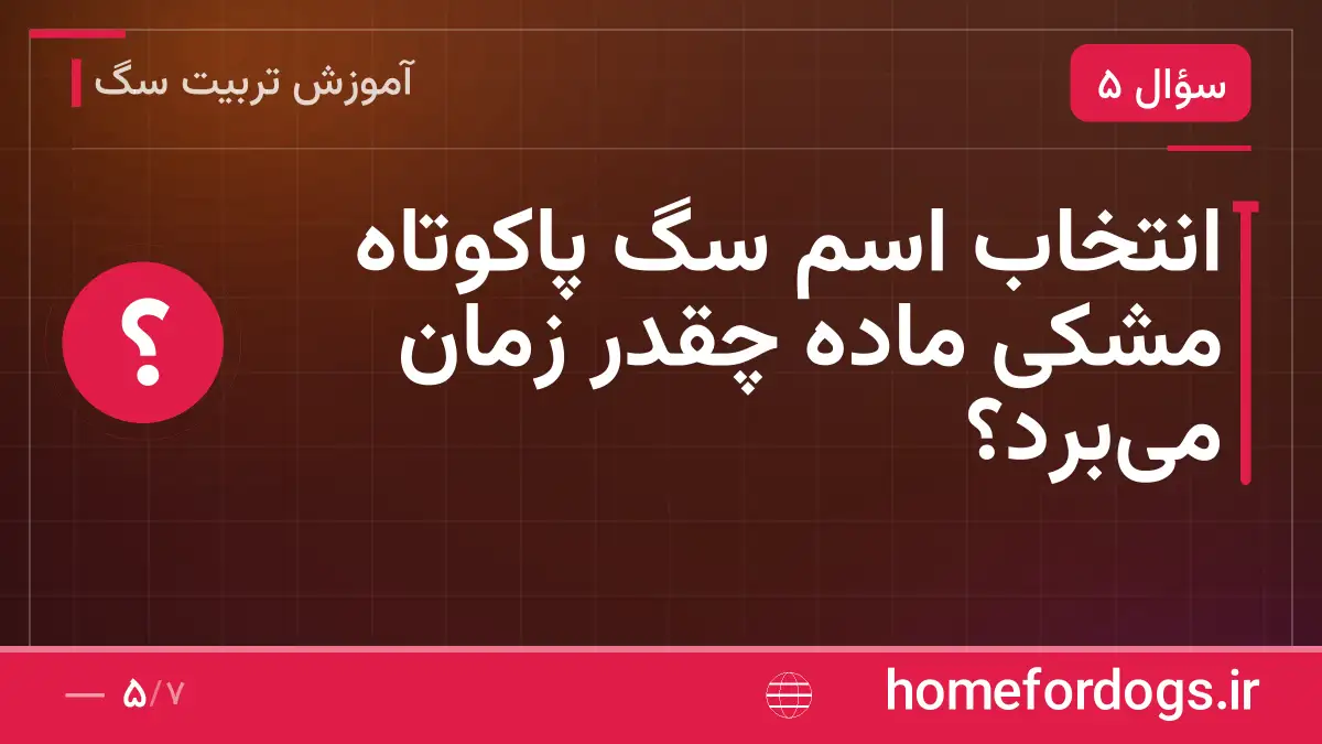 انتخاب اسم سگ پاکوتاه مشکی ماده چقدر زمان می‌برد؟