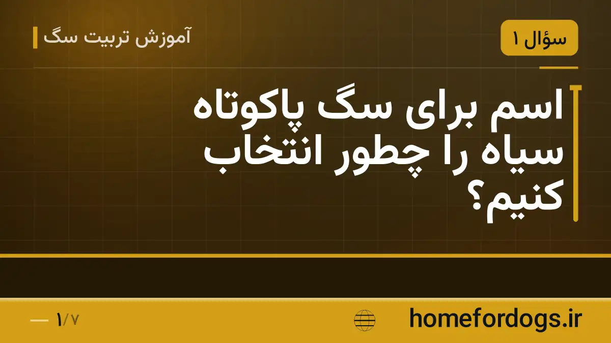 اسم برای سگ پاکوتاه سیاه را چطور انتخاب کنیم؟
