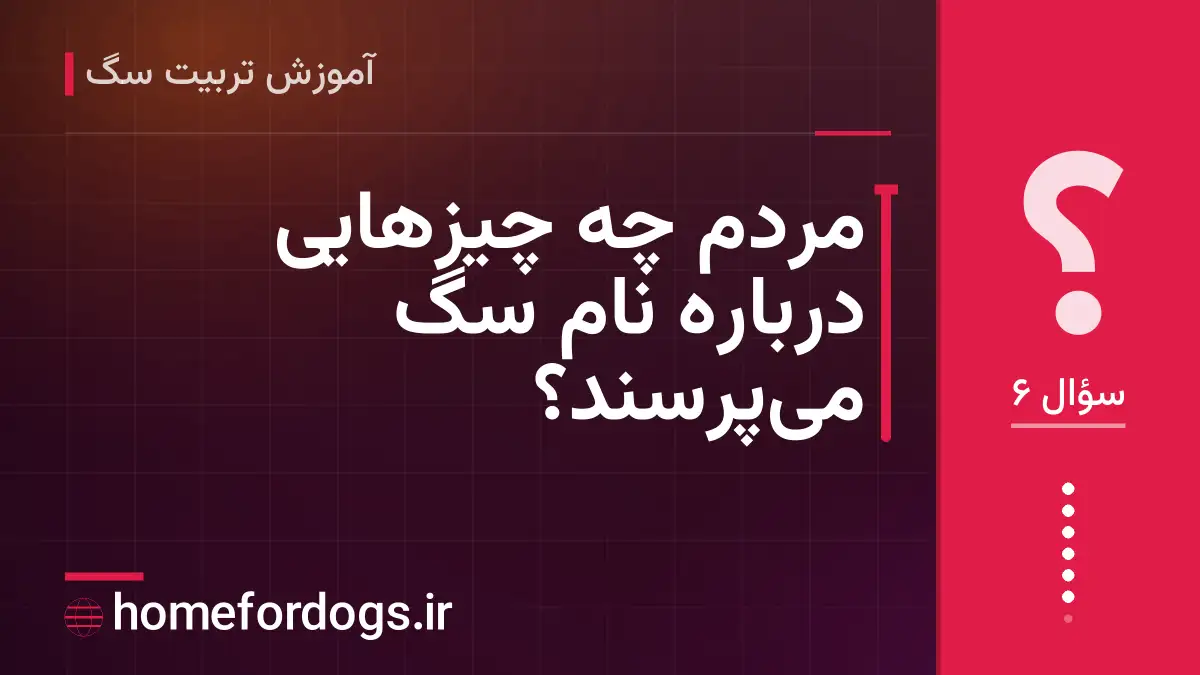 مردم چه چیزهایی درباره نام سگ می‌پرسند؟