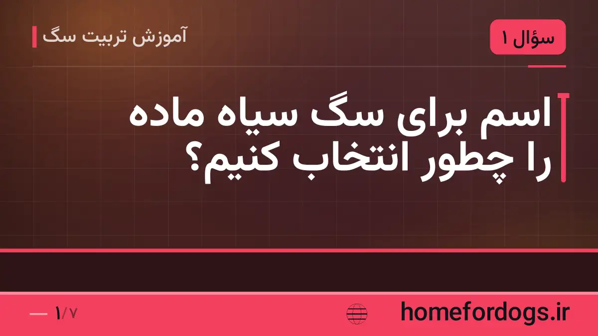 اسم برای سگ سیاه ماده را چطور انتخاب کنیم؟