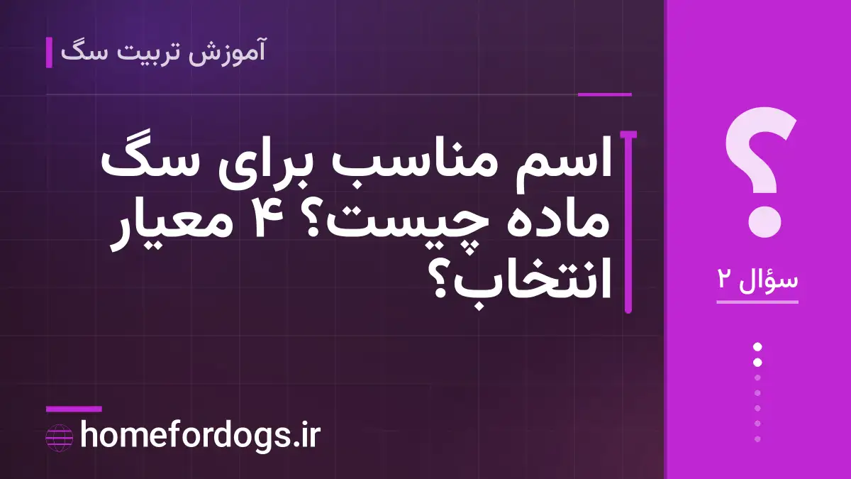 اسم مناسب برای سگ ماده چیست؟ ۴ معیار انتخاب؟