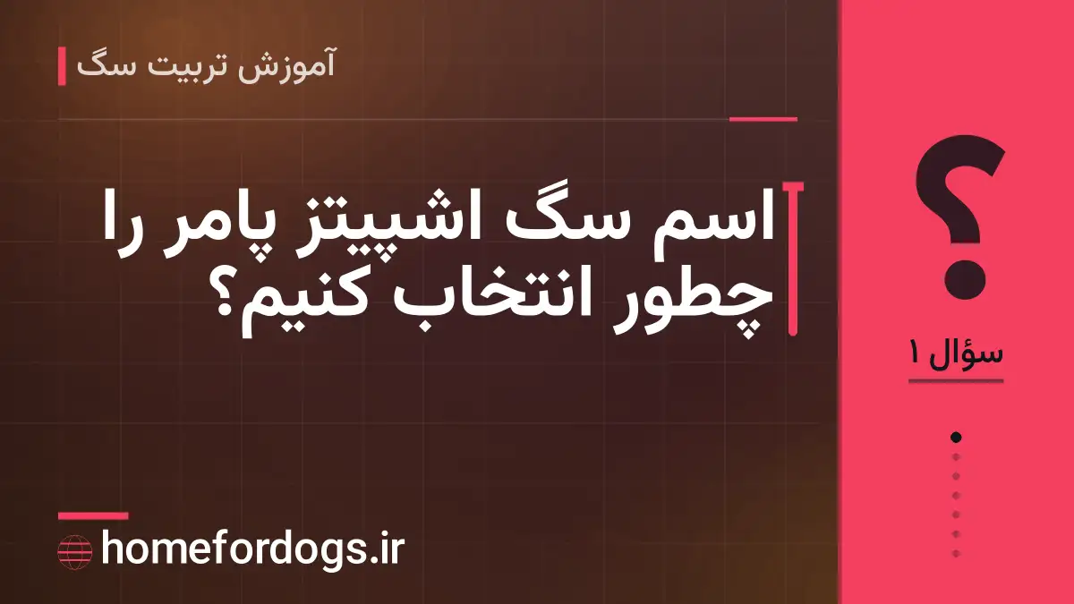 اسم سگ اشپیتز پامر را چطور انتخاب کنیم؟