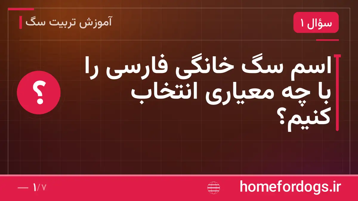 اسم سگ خانگی فارسی را با چه معیاری انتخاب کنیم؟