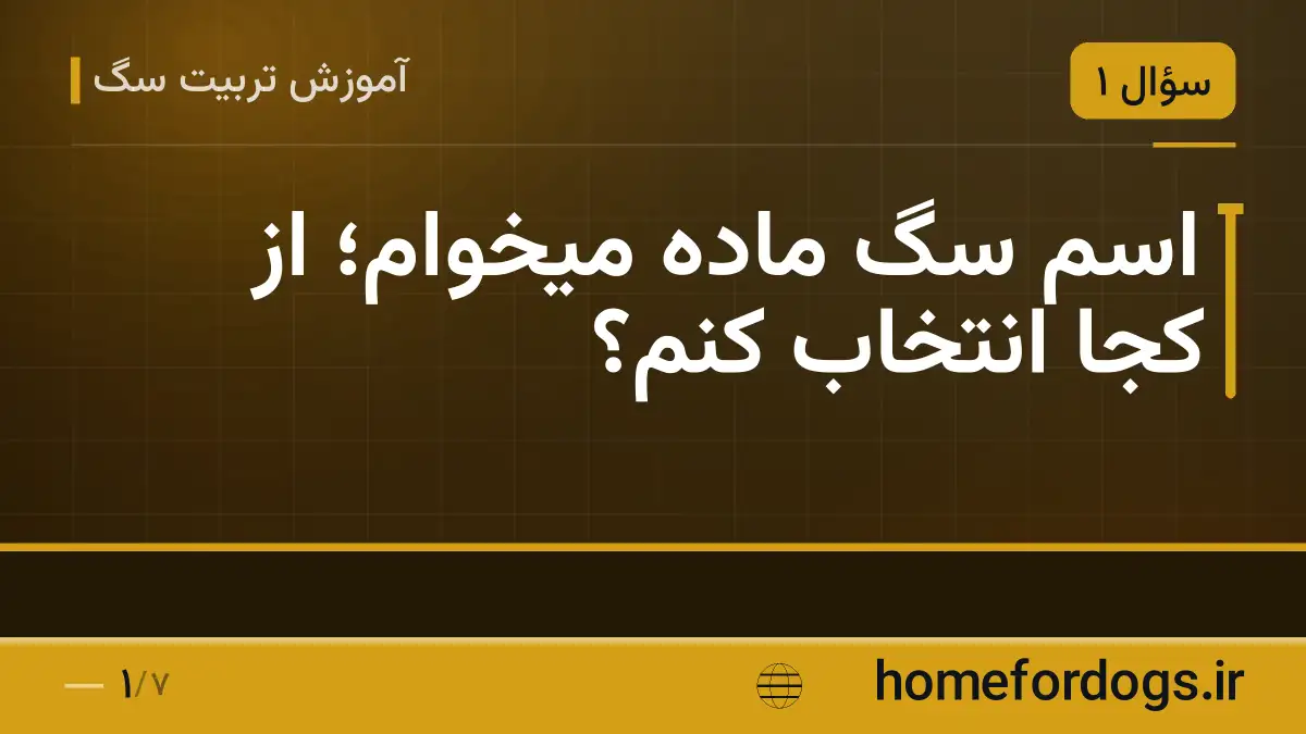 اسم سگ ماده میخوام؛ از کجا انتخاب کنم؟