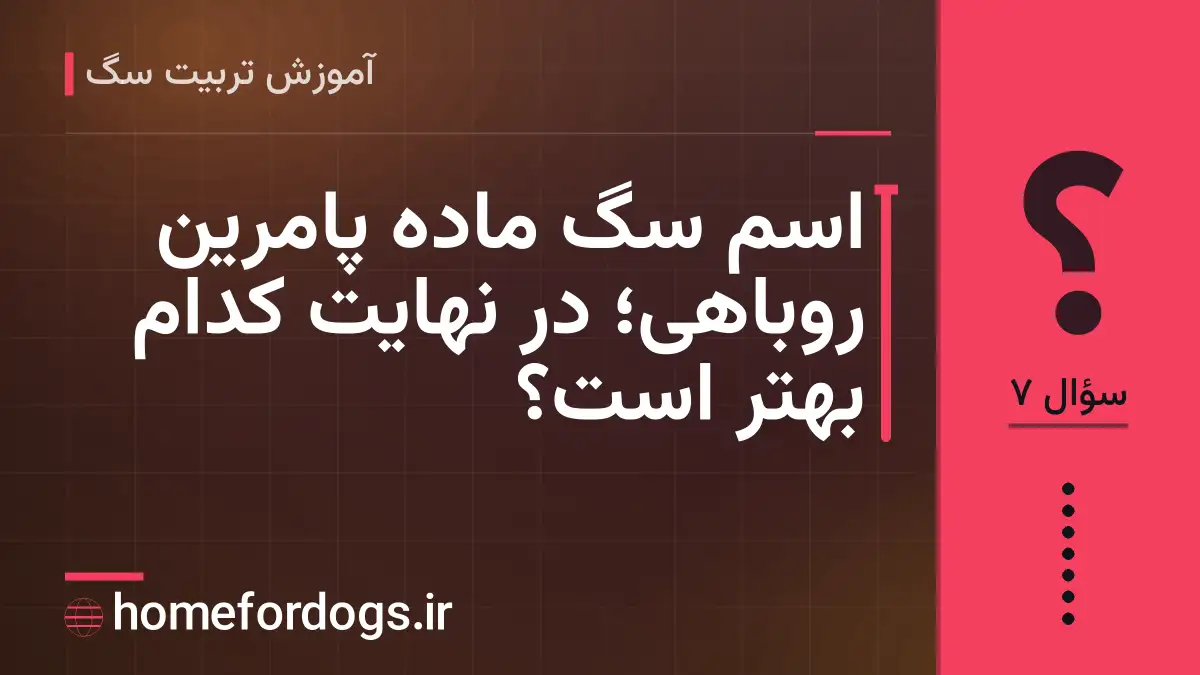 اسم سگ ماده پامرین روباهی؛ در نهایت کدام بهتر است؟