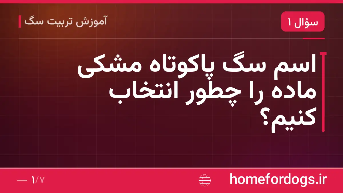 اسم سگ پاکوتاه مشکی ماده را چطور انتخاب کنیم؟