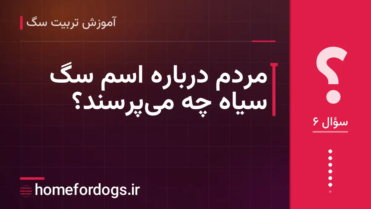 مردم درباره اسم سگ سیاه چه می‌پرسند؟