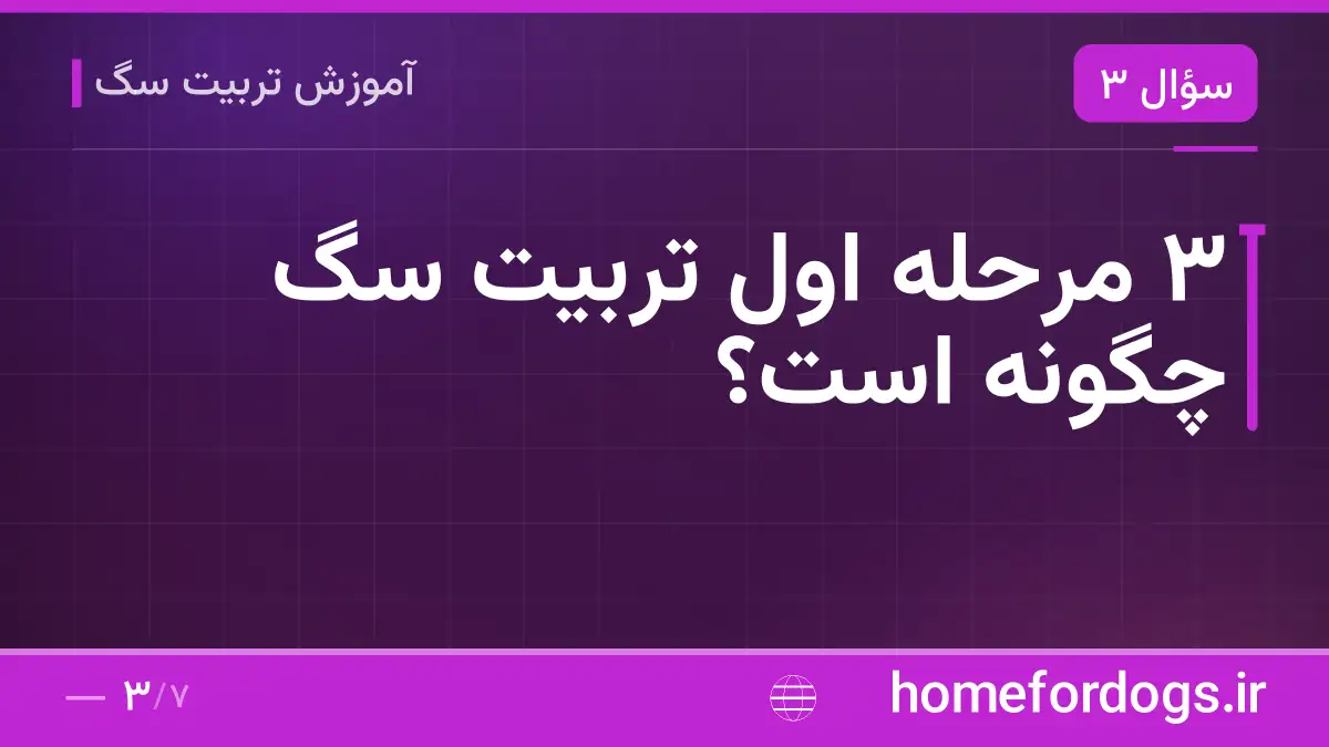 ۳ مرحله اول تربیت سگ چگونه است؟