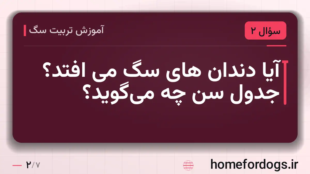 آیا دندان های سگ می افتد؟ جدول سن چه میگوید؟